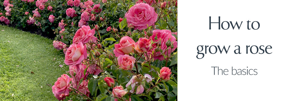View How to grow a rose